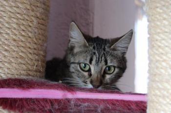 Anoush Bild von Anoush