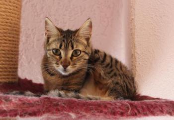 Anoush Bild von Anoush