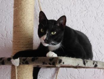 Fito Bild von Fito
