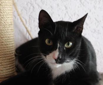 Fito Bild von Fito