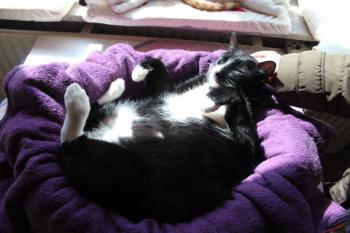 Fito Bild von Fito