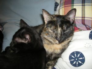 Fifi Bild von Fifi