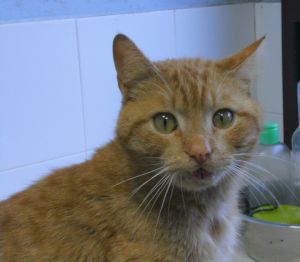 Wallace Bild von Wallace