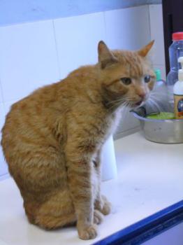 Wallace Bild von Wallace