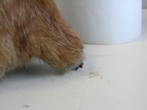 Wallace Bild von Wallace