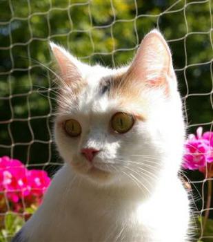 Cookie Bild von Sweety