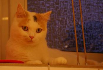 Cookie Bild von Sweety