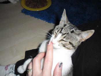 Bild von Prinz