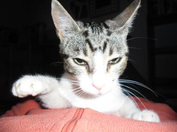 Bild von Prinz