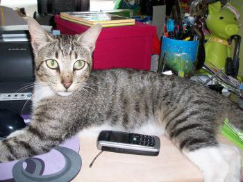 Charlie Bild von Charlie