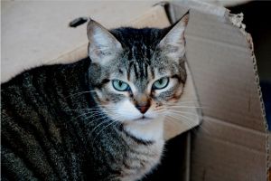 Cora Cleo Bild von Cleo