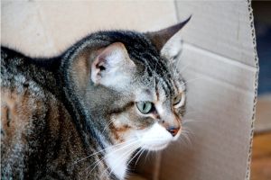 Cora Cleo Bild von Cleo