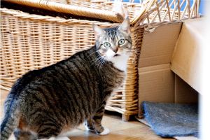 Cora Cleo Bild von Cleo