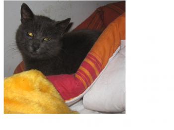 Willy Bild von Willy
