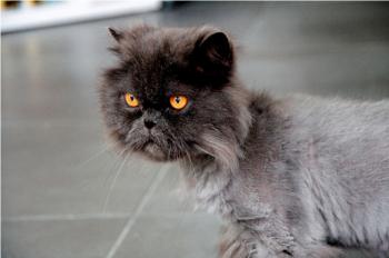 Leo Bild von Leo
