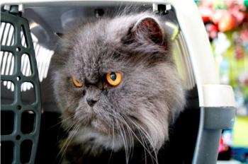 Leo Bild von Leo