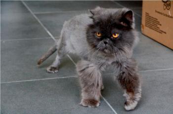 Leo Bild von Leo