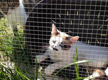 Linus Bild von Lina