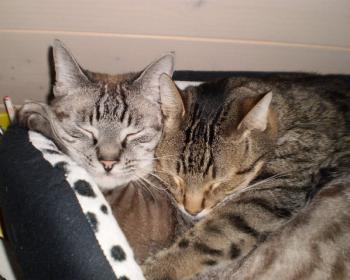 Pixie Bild von Pixie