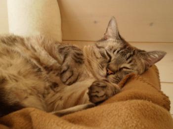 Dixie Bild von Dixie