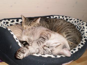 Dixie Bild von Dixie