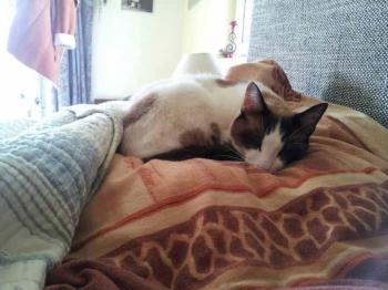 Snow Shoe Bild von Snow Shoe