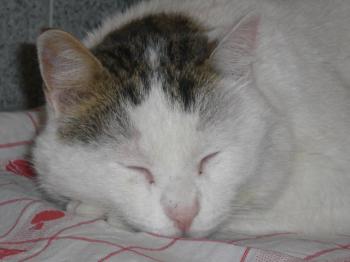 Floc Bild von Floc