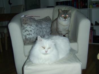Sid Bild von Clarence