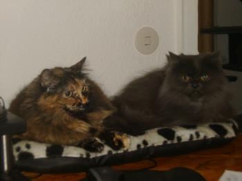 Bild von Patches