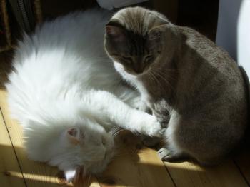 Sid Bild von Clarence