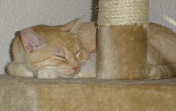 Kate Bild von Guapa