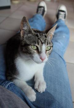 Bild von Prinz