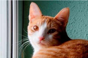 Athos Bild von Athos