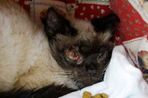 Anuska Bild von Anuska