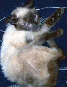 Anuska Bild von Anuska