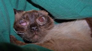 Anuska Bild von Anuska