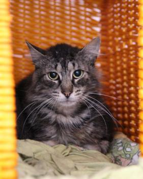 Sawyer Bild von Sawyer
