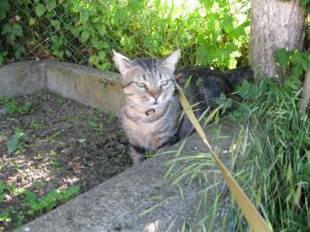 Felix Bild von Felix
