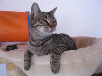 Murdock Bild von Murdock
