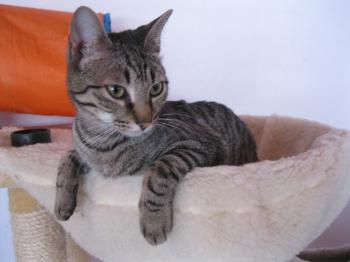 Murdock Bild von Murdock
