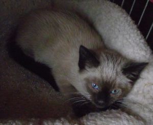 Riki Bild von Riki