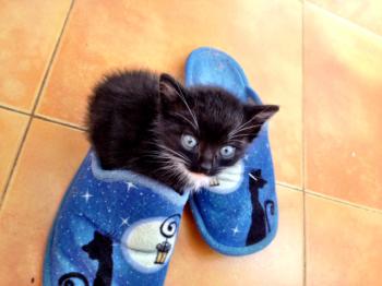Mimo Bild von Mimo