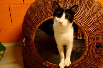 Pacheco Bild von Pacheco