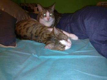 Brother Bild von Brother