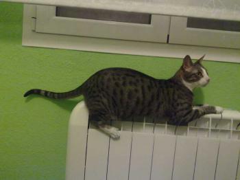 Brother Bild von Brother