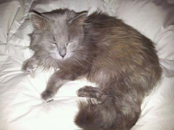 Maximiliano Bild von Maximiliano