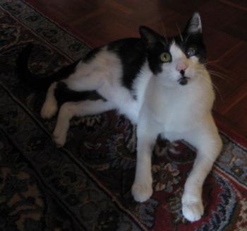 Pablo Bild von Pablo