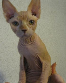 Rafiq Bild von Rafiq