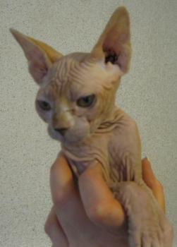 Rafiq Bild von Rafiq