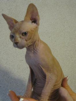 Rafiq Bild von Rafiq